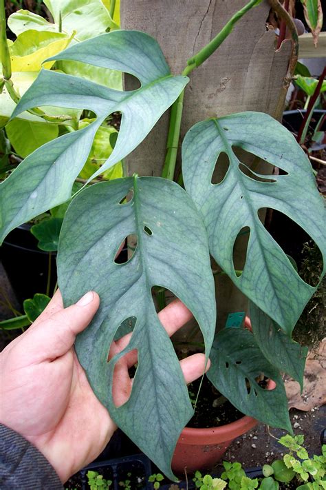 pinaytum|Cebu Blue Pothos .